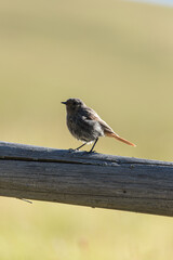 alpine bird on the search for food.