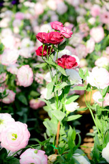 Pink Lisianthus Flowers in The Garden