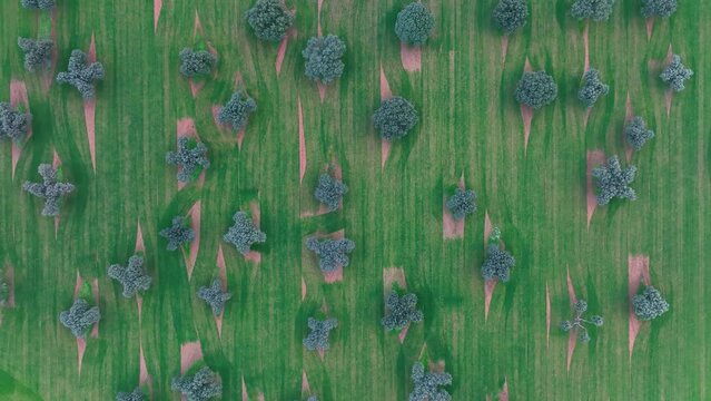 Holm oak meadow, Holm oak (Quercus ilex). Aerial view from a drone. Charro Field. Salamanca. Castile and Leon. Spain. Europe