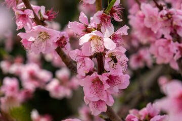 Fresh almond flowers. Almond blossoms over blurred nature background
