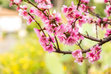 Almond blossoms over blurred nature background. Flowering branches of an almond tree in an orchard. Catalonia, Spain