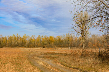 Beautiful autumn forest landscape astrakhan region
