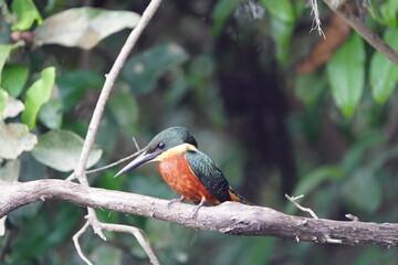 Green-and-rufous Kingfisher male, (Chloroceryle inda)  Alcedinidae family. Location: Mamori Lake, Amazon - Brazil 