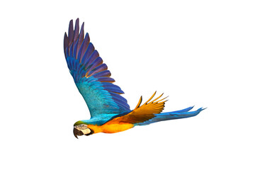 Colorful Macaw parrot flying isolated on transparent background png file