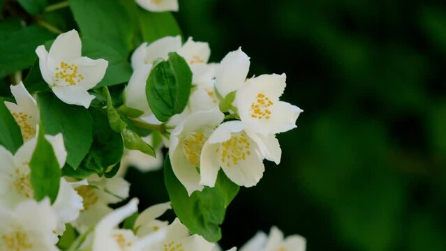 Beautiful white jasmine blossom flowers in spring time. Background with flowering jasmin bush. Inspirational natural floral spring blooming garden or park. Flower art design. Aromatherapy concept