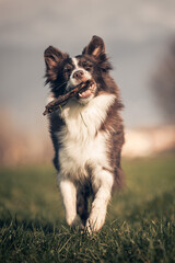 cane che corre felice