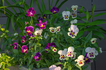 outdoor violet flowers, decoration of city design, lawns, flower beds