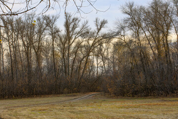 Obraz premium Beautiful autumn forest landscape astrakhan region
