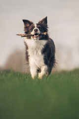 cane che riporta gioco