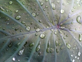Water Drops on the Leaf