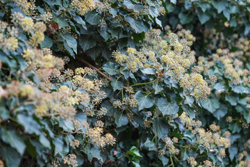 Flowering climbing plant not bloomed yet