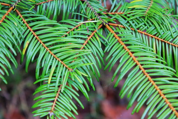 Close-up photo of green pine leaves.