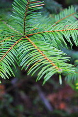 Close-up photo of green pine leaves.