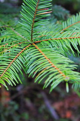 Close-up photo of green pine leaves.