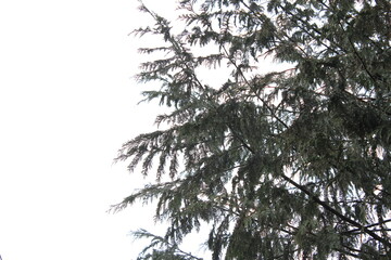 Leaves and pine branches against a white sky.