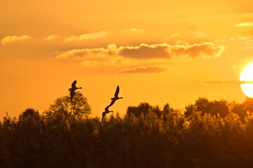 Naklejka na ściany i meble Sunset of flying birds, geese departing with sunset on the background. Greylag gooses flying in the air. 