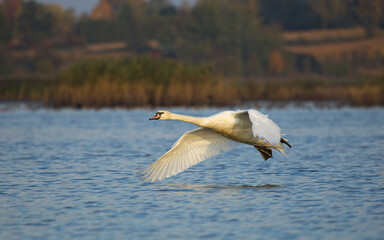 Mute swan in a flight on the lake.