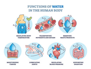Functions of water in human body and drinking benefits outline diagram. Labeled educational list with anatomical liquid uptake for temperature regulation and moisturizing tissues vector illustration.