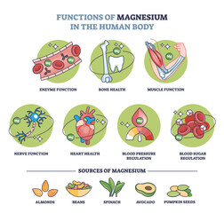 Functions of magnesium in human body and sources in food outline diagram. Labeled educational list with benefits from healthy micro element level intake from grocery products vector illustration. - obrazy, fototapety, plakaty