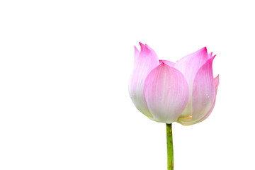 Indian Lotus blooming isolated on transparent background png file	
