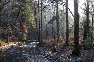 Sunlight through trees in an early morning fall winter landscape, flowing stream rural mountain wilderness, horizontal aspect