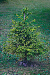 Small dwarf fir. Small plant for the Christmas tree. Plant protection and no tree felling for Christmas. Ecology and respect for nature.