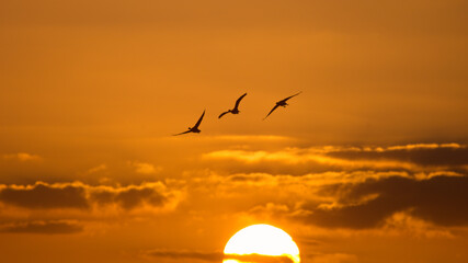 Sunset of flying birds, geese departing with sunset on the background. Greylag gooses flying in the...