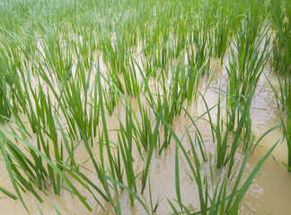 Fototapeta premium Paddy fields that almost drowned due to flooding caused by high rainfall 
