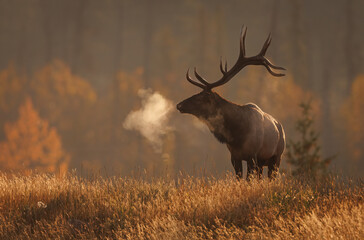 Naklejka na ściany i meble Bull Elk during the rut in the Canadian Rockies
