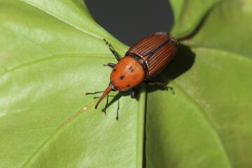 Rhynchophorus ferrugineus also known as red palm weevil, Asian palm weevil or sago palm weevil