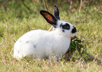 Cute little white rabbit on colorful flowers. On the green grass and nature background, a green garden on a sunny day. Easter animal symbols