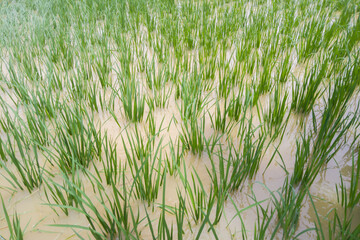 Fototapeta premium Paddy fields that almost drowned due to flooding caused by high rainfall 
