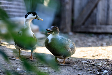 domestic duck and drake, duck reads lectures to a drake