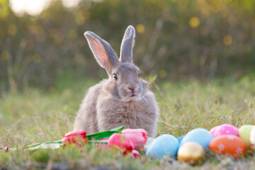 Cute little white rabbit on colorful flowers. On the green grass and nature background, a green garden on a sunny day. Easter animal symbols