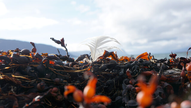 Feather on a algee beach in iceland
