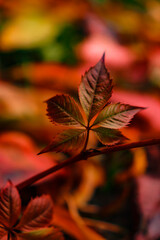 autumn leaves in the park