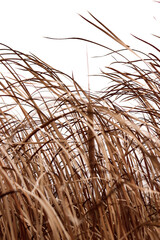 Fototapeta premium close up of wheat ears