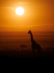 A Giraffe at Sunrise in Africa 