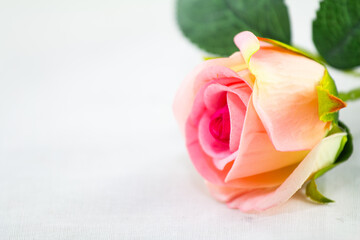pink Rose on white background