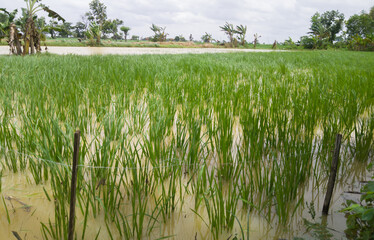 Obraz premium Paddy fields that almost drowned due to flooding caused by high rainfall 