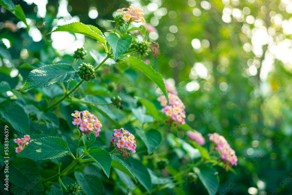 Wall mural lantana camara commonly known as west indian lantana