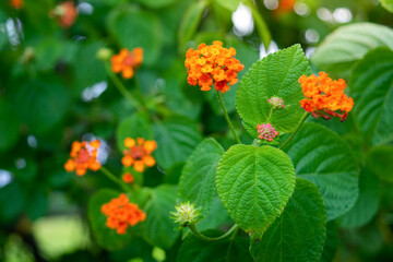 Lantana camara commonly known as west indian lantana