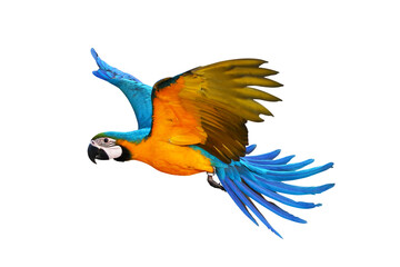 Colorful Macaw parrot flying isolated on transparent background png file