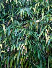 Closeup of the green branches of a tree in an urban park.