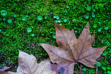 Fallen leaves and brown next to moss and also next to the Água de Prata Aqueduct in Évora, Alentejo, Portugal.