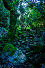 Trail through trees full of moss where, during the rainy season, a stream runs down.