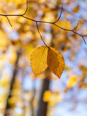Autumn leaf in the forest