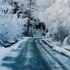 winter road in the forest