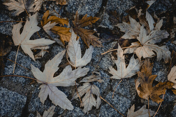 Dry leaves fallen on the Portuguese pavement on an autumn night.