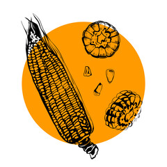 Vector corn on the cob